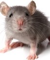 [Translate to English:] Gennem forsøg på mus har forskere opdaget en vigtig mekanisme i hjernen, der giver ADHD.