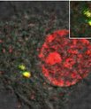 Her ses hvordan en celle med forsvarsproteinet (rød farve) fanger hiv uden for cellens kerne (gul farve). Dette bevirker, at cellens forsvarssystem aktiveres og efterfølgende blokerer hiv-infektionen.