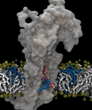 Aarhus-forskernes model for ATP8A2-flippasens transportmekanisme. Flippasemolekylet er det store grå, og man ser fedtmolekylet med blå ”hale” bevæge sig langs en åben kanal i proteinet, hvor der også findes vandmolekyler (røde kugler med hvide p