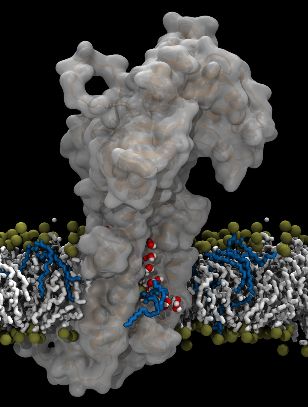 Aarhus-forskernes model for ATP8A2-flippasens transportmekanisme. Flippasemolekylet er det store grå, og man ser fedtmolekylet med blå ”hale” bevæge sig langs en åben kanal i proteinet, hvor der også findes vandmolekyler (røde kugler med hvide p