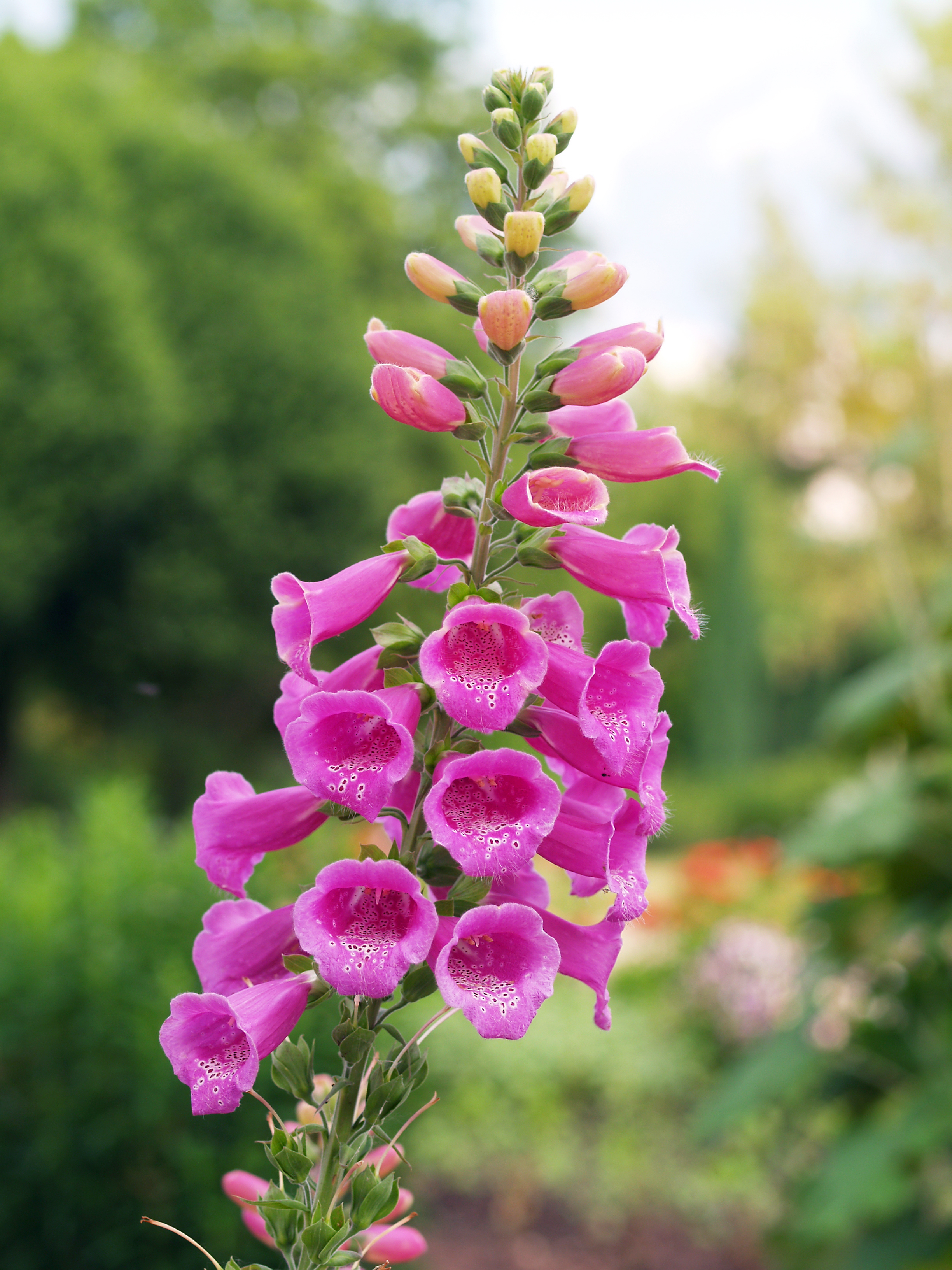 The foxglove plant (Digitalis) is used for heart medicine, but it must be used with caution as it is toxic.