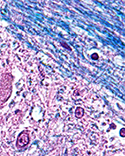 Histology